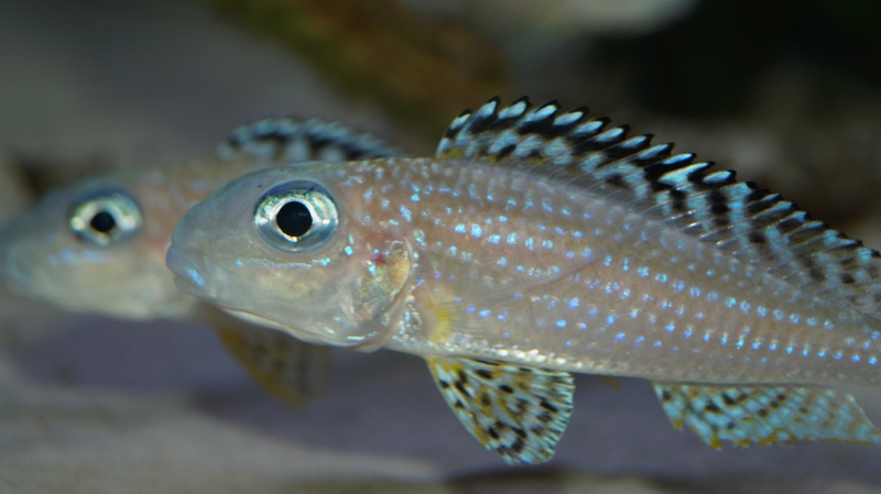Xenotilapia papilio 'Tembwe (Deux)'